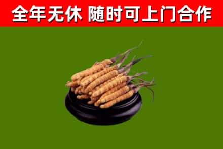 双牌回收散虫草